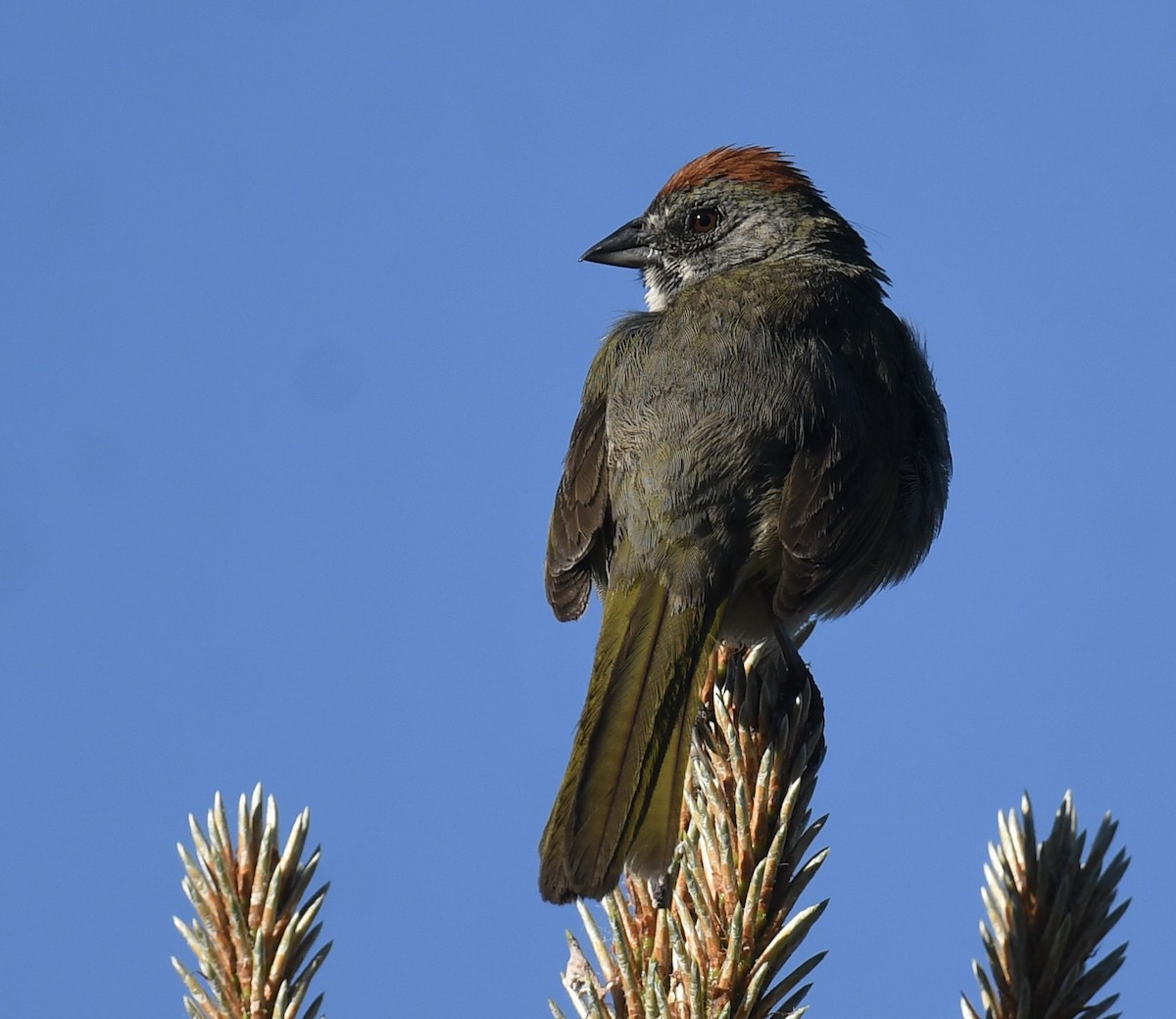 Green-tailed Towhee - ML620792125