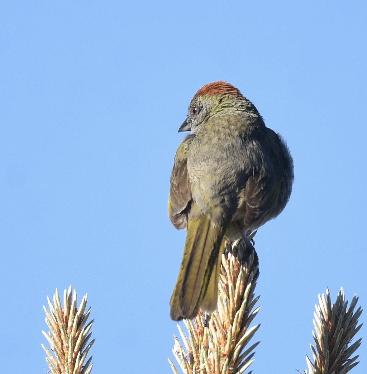 Green-tailed Towhee - ML620792126