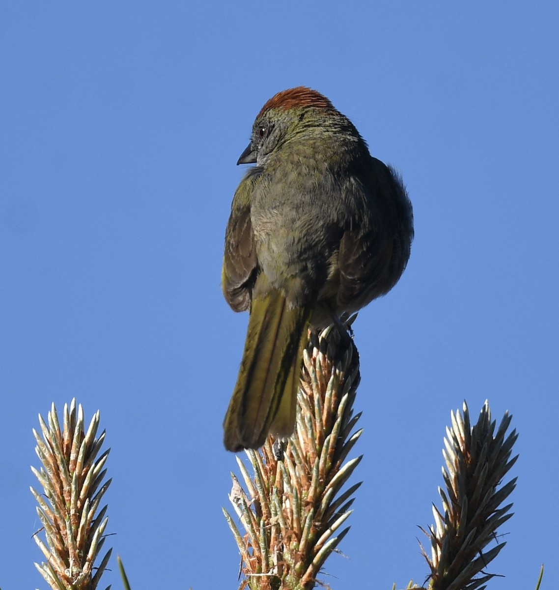 Green-tailed Towhee - ML620792127