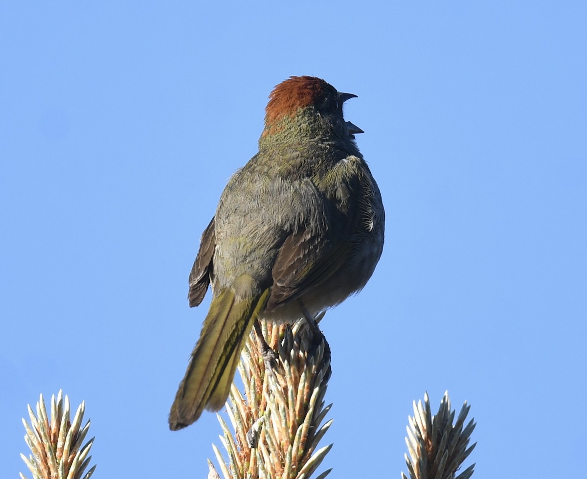 Green-tailed Towhee - ML620792128