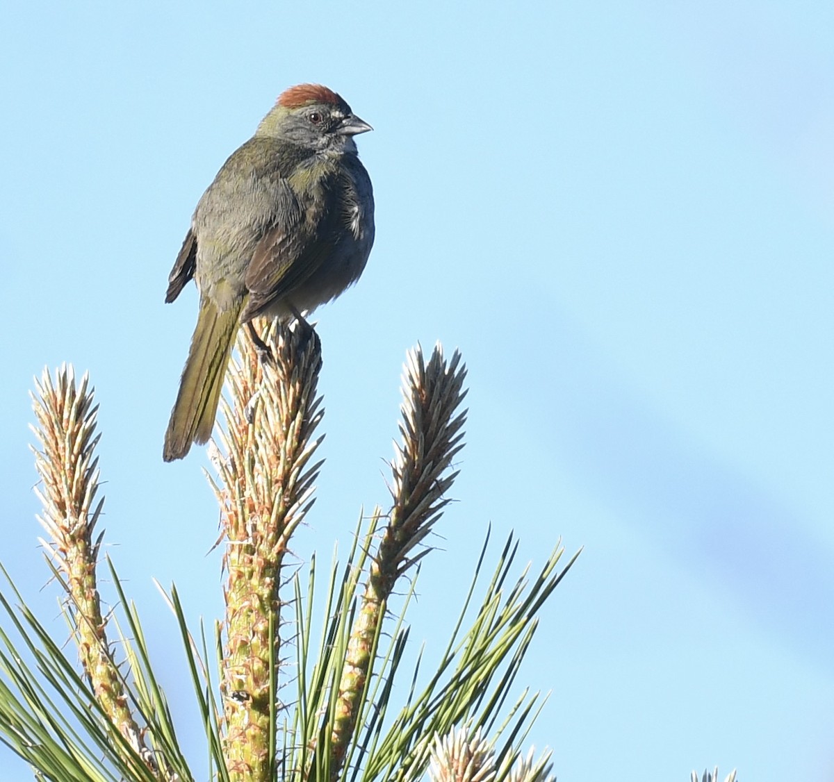 Green-tailed Towhee - ML620792129