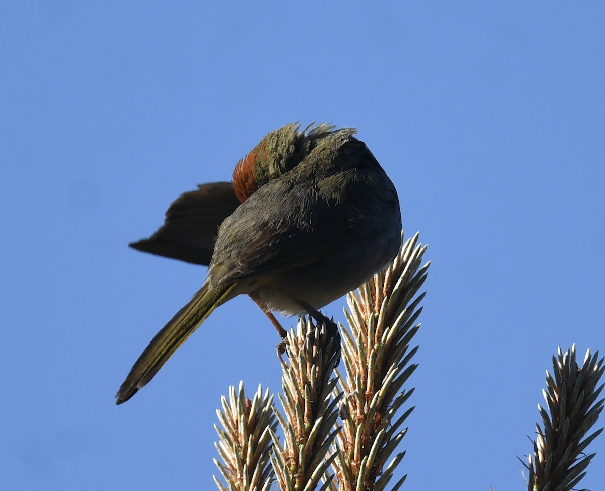 Green-tailed Towhee - ML620792130