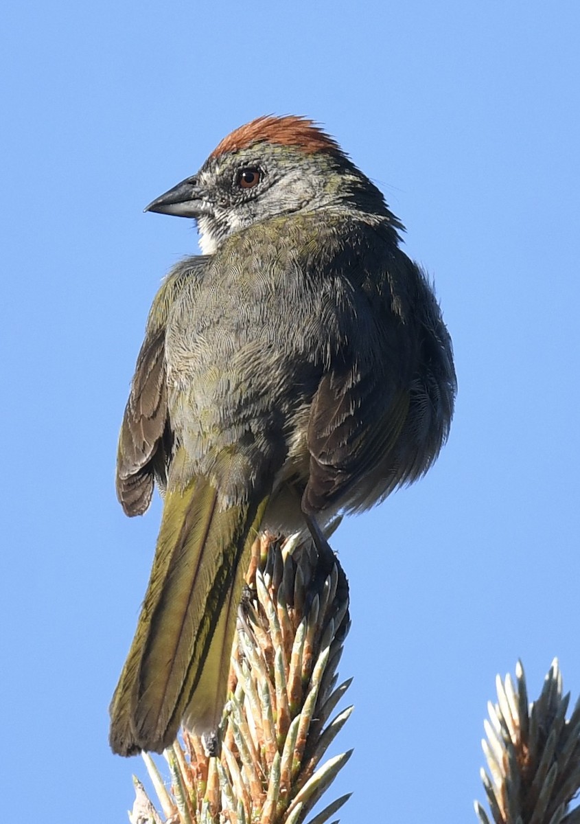 Green-tailed Towhee - ML620792131