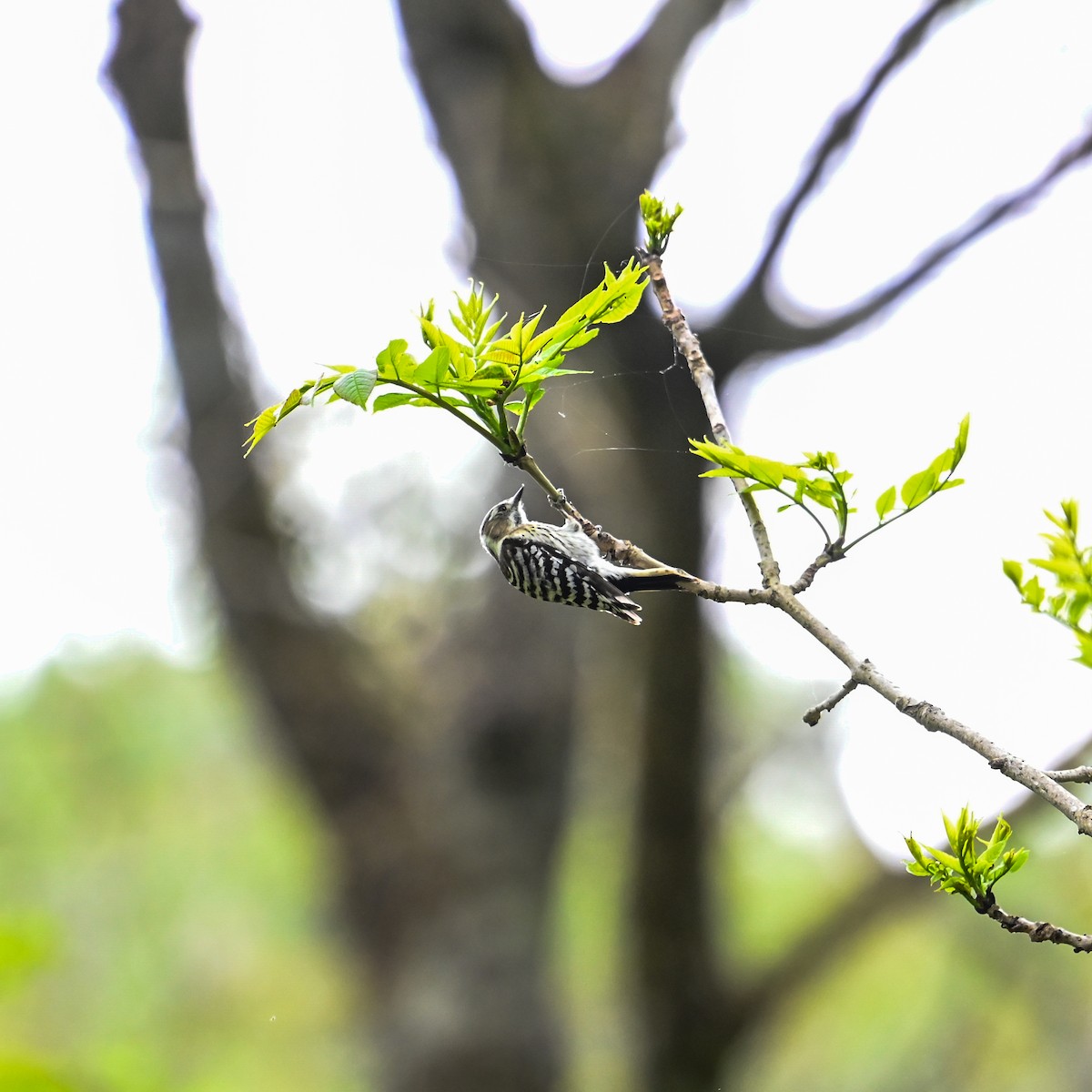 Japanese Pygmy Woodpecker - ML620792132