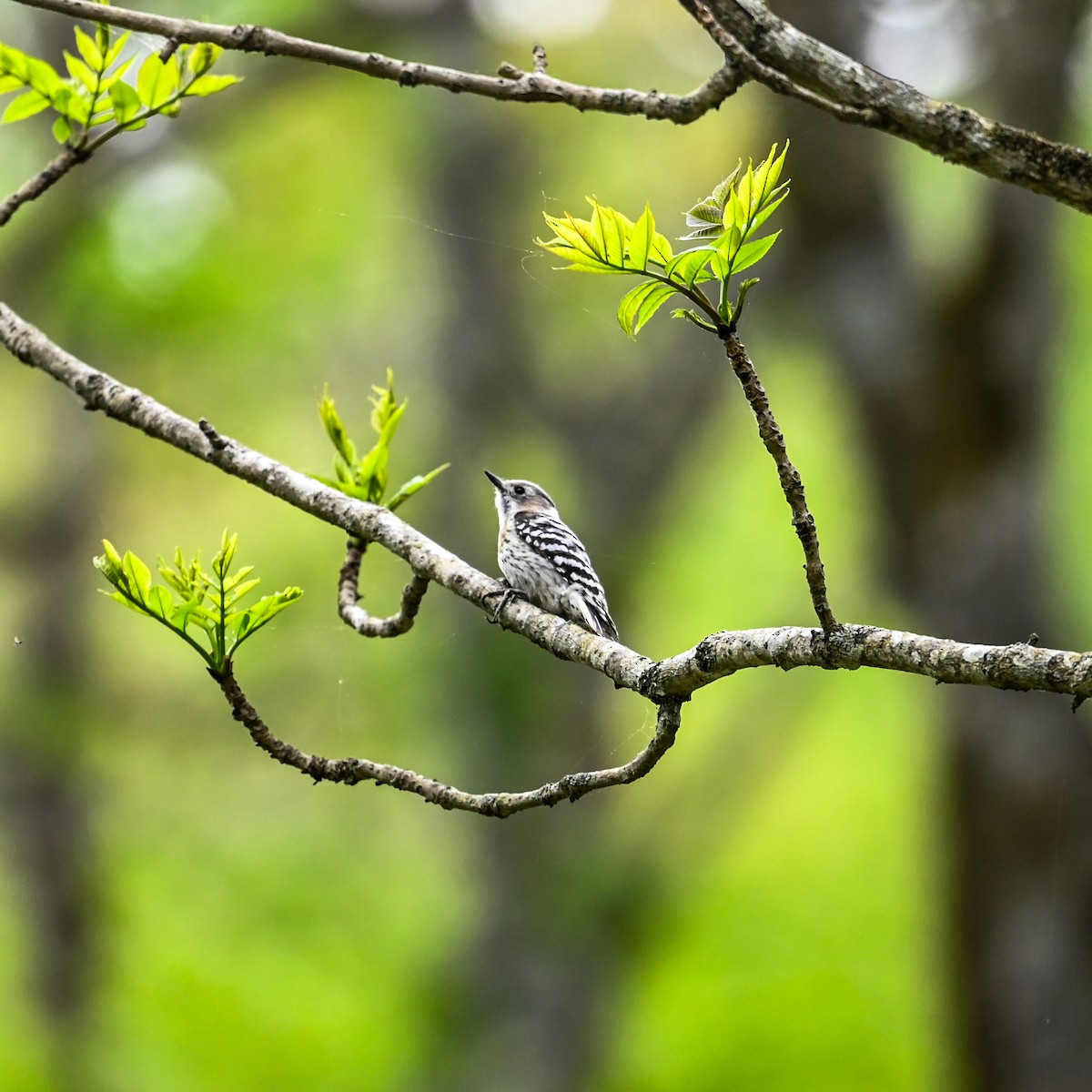 Japanese Pygmy Woodpecker - ML620792133