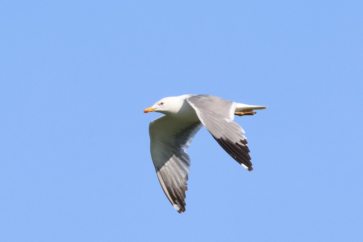 Armenian Gull - ML620792137