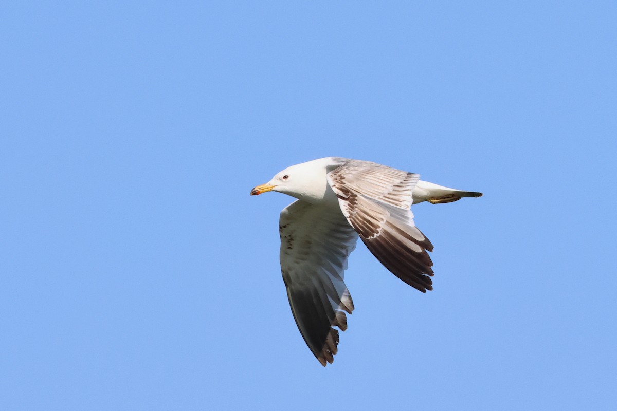 Armenian Gull - ML620792140