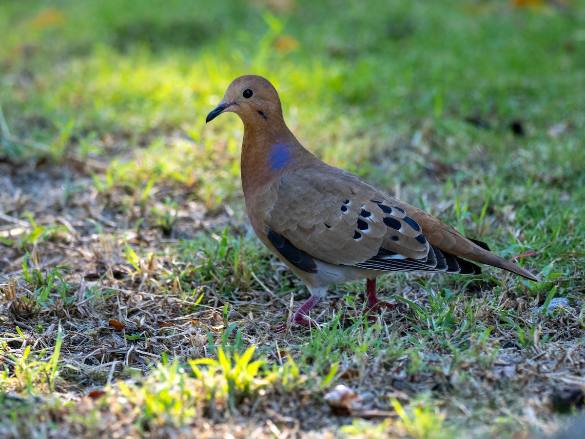 Zenaida Dove - ML620792150