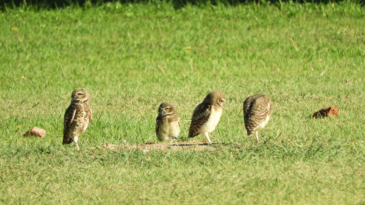 Burrowing Owl - ML620792151