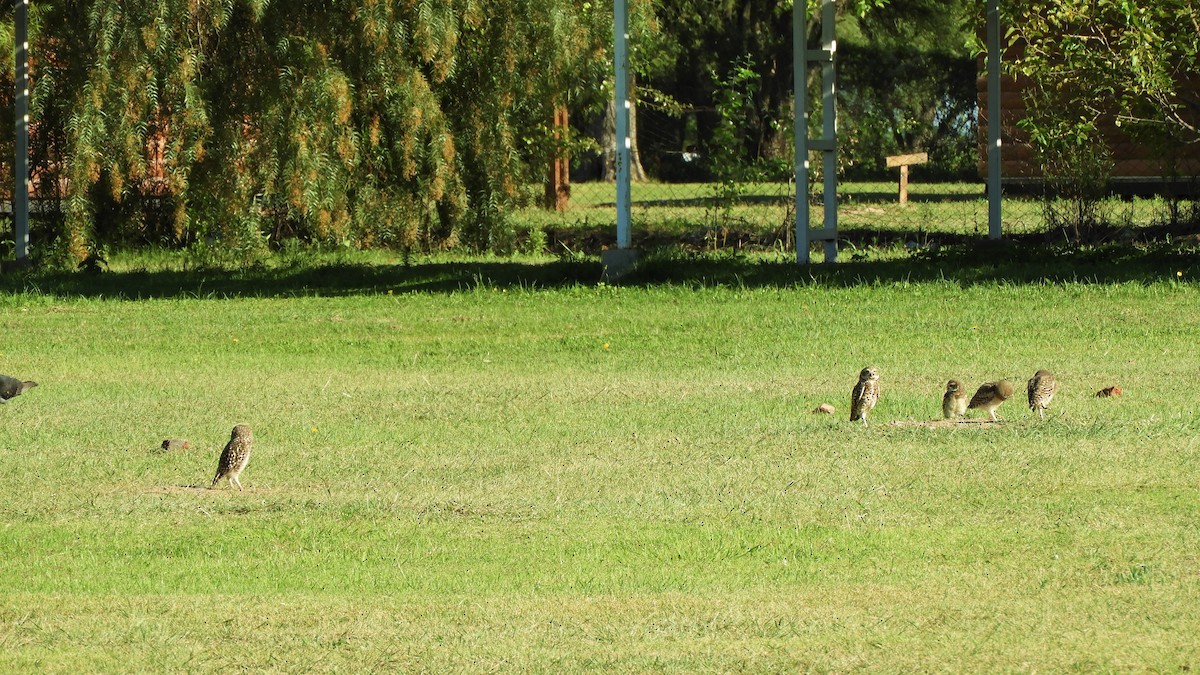 Burrowing Owl - ML620792152