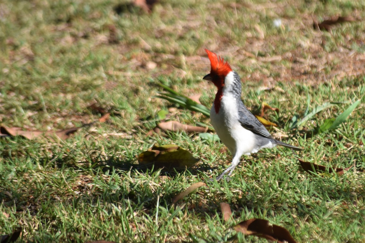 Red-crested Cardinal - ML620792153