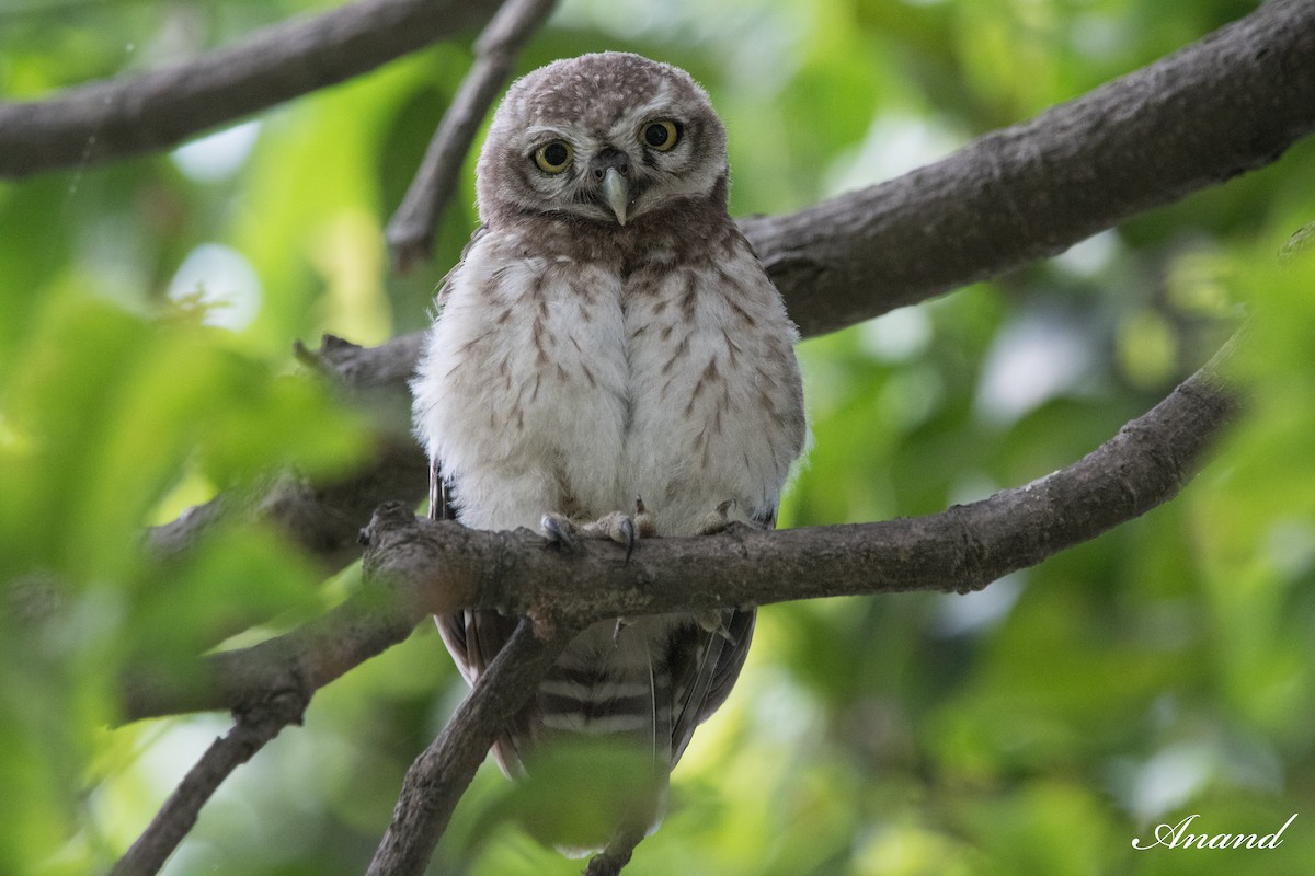 Spotted Owlet - ML620792155