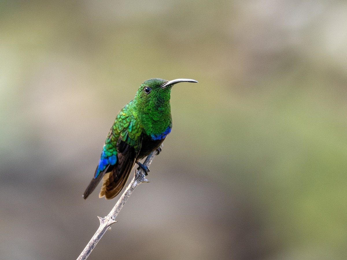 Blaustern-Antillenkolibri - ML620792156