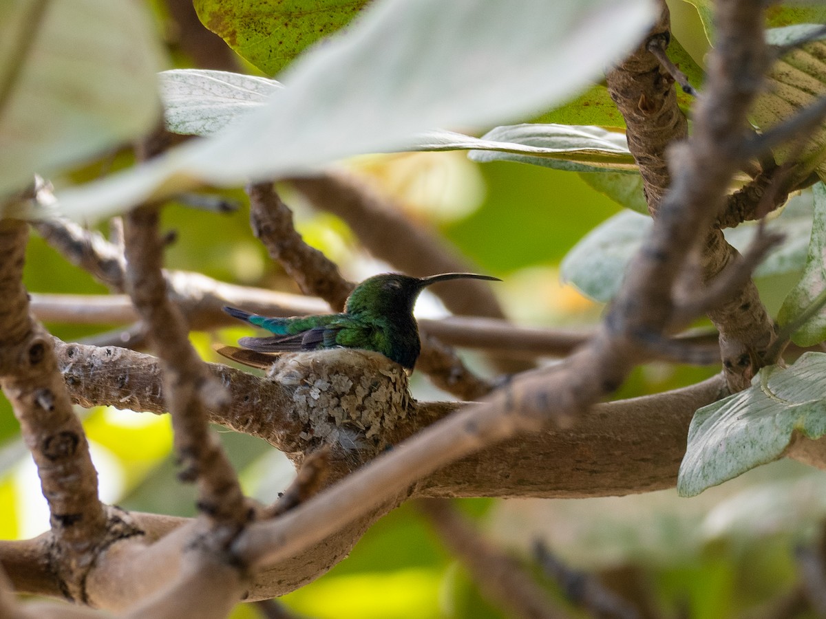 Green-throated Carib - ML620792157