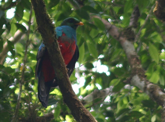 Quetzal Cabecidorado - ML620792163