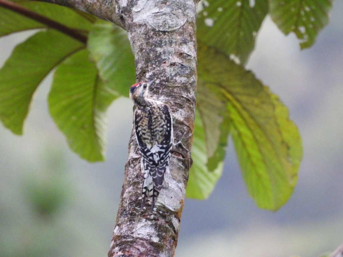 Yellow-bellied Sapsucker - ML620792172