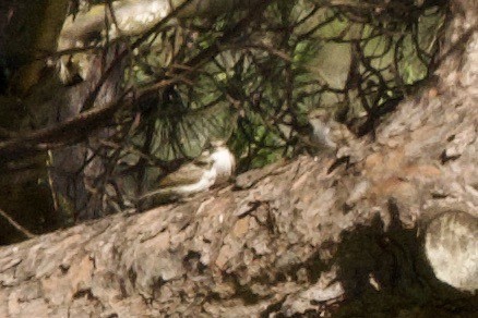 Vermilion Flycatcher - ML620792177