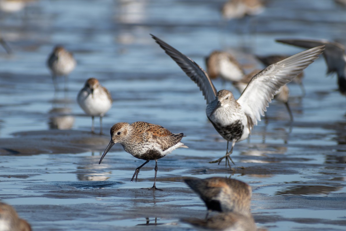 Dunlin - ML620792187