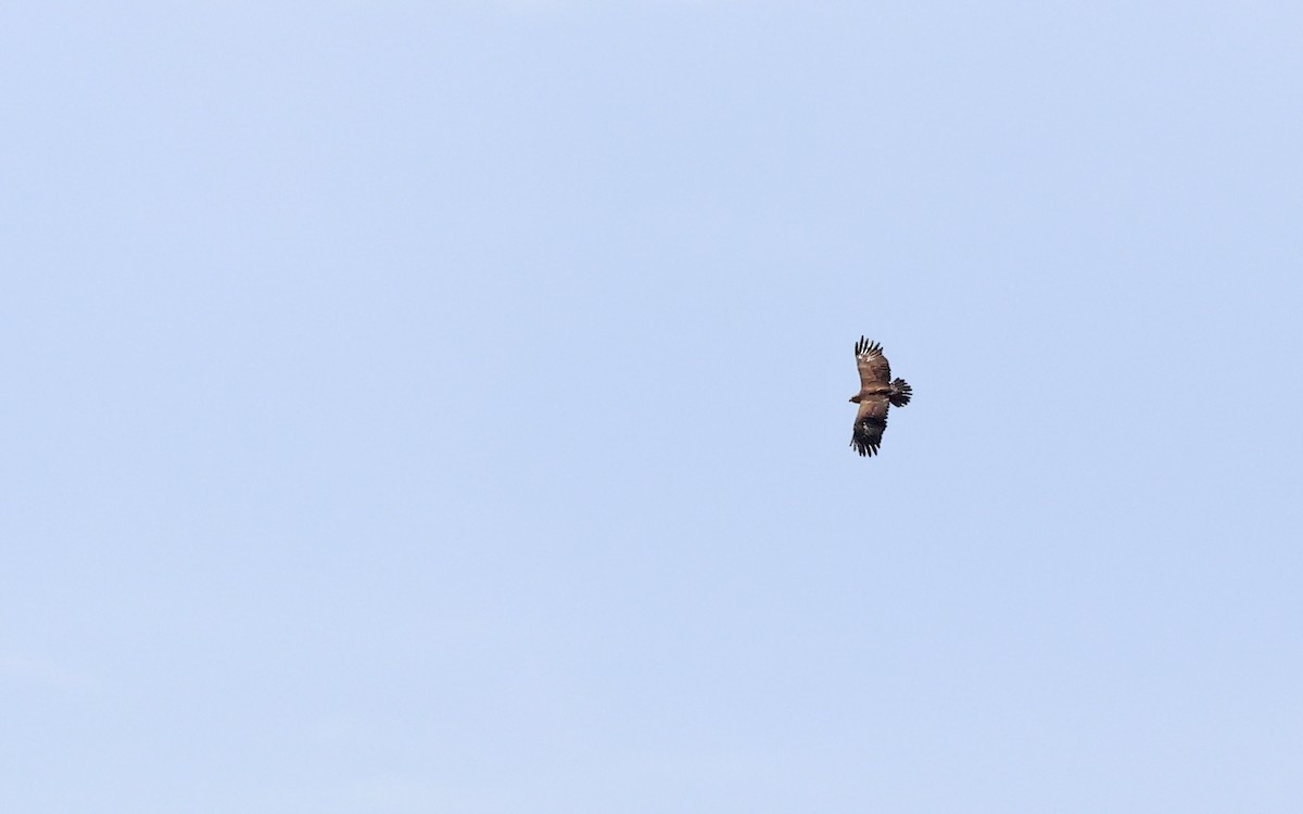 Lesser Spotted Eagle - ML620792198