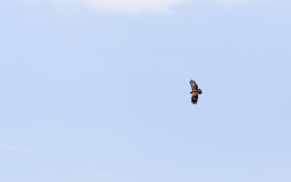 Lesser Spotted Eagle - ML620792199