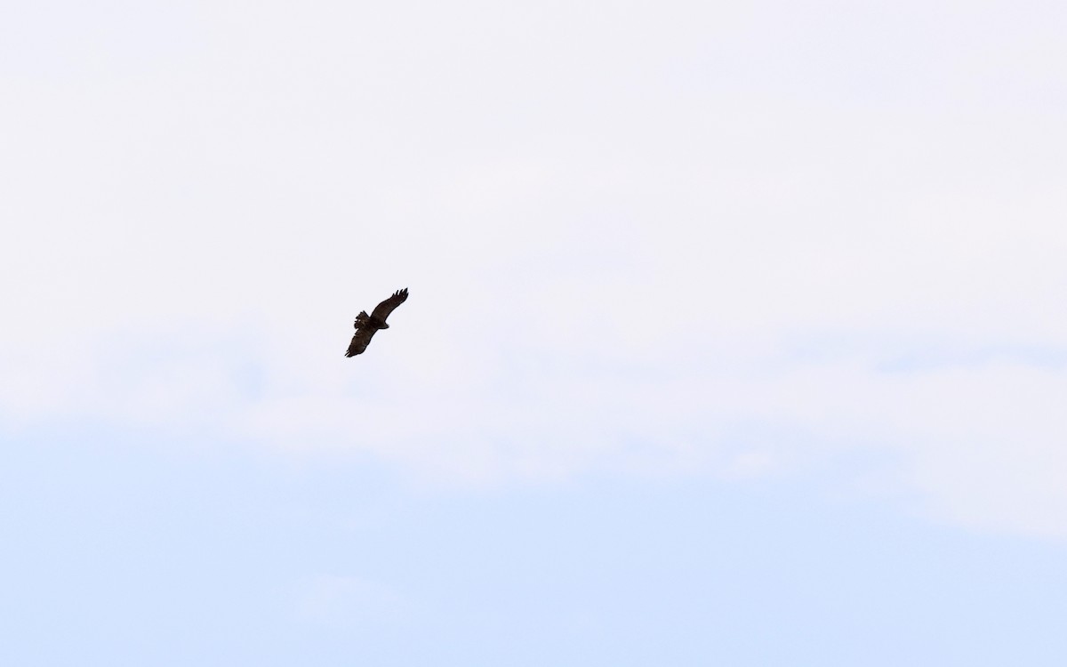 Lesser Spotted Eagle - ML620792200