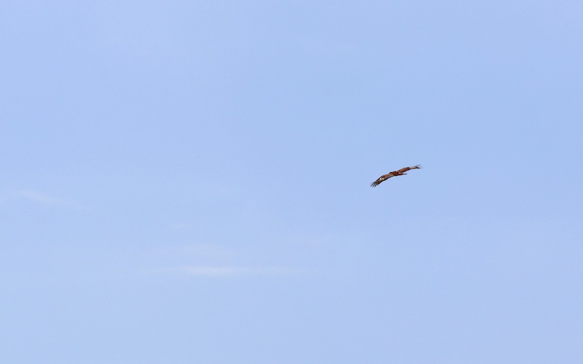 Lesser Spotted Eagle - ML620792203
