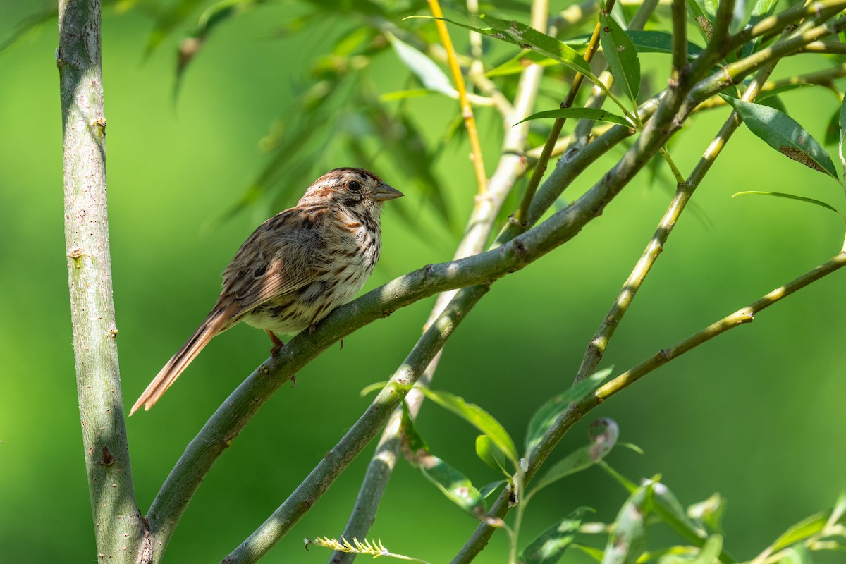 Song Sparrow - ML620792208