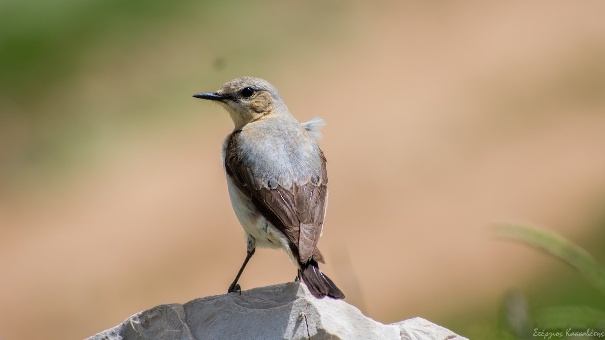 Northern Wheatear - Stergios Kassavetis