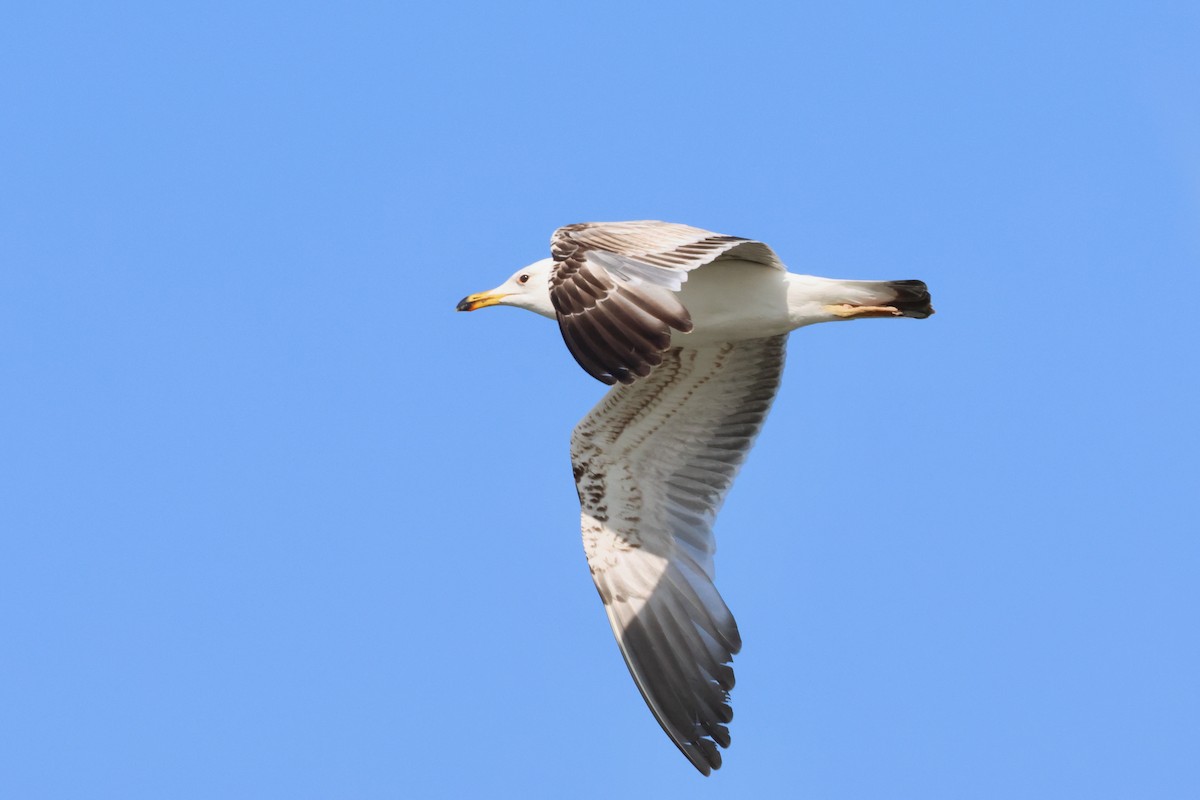 Armenian Gull - ML620792223