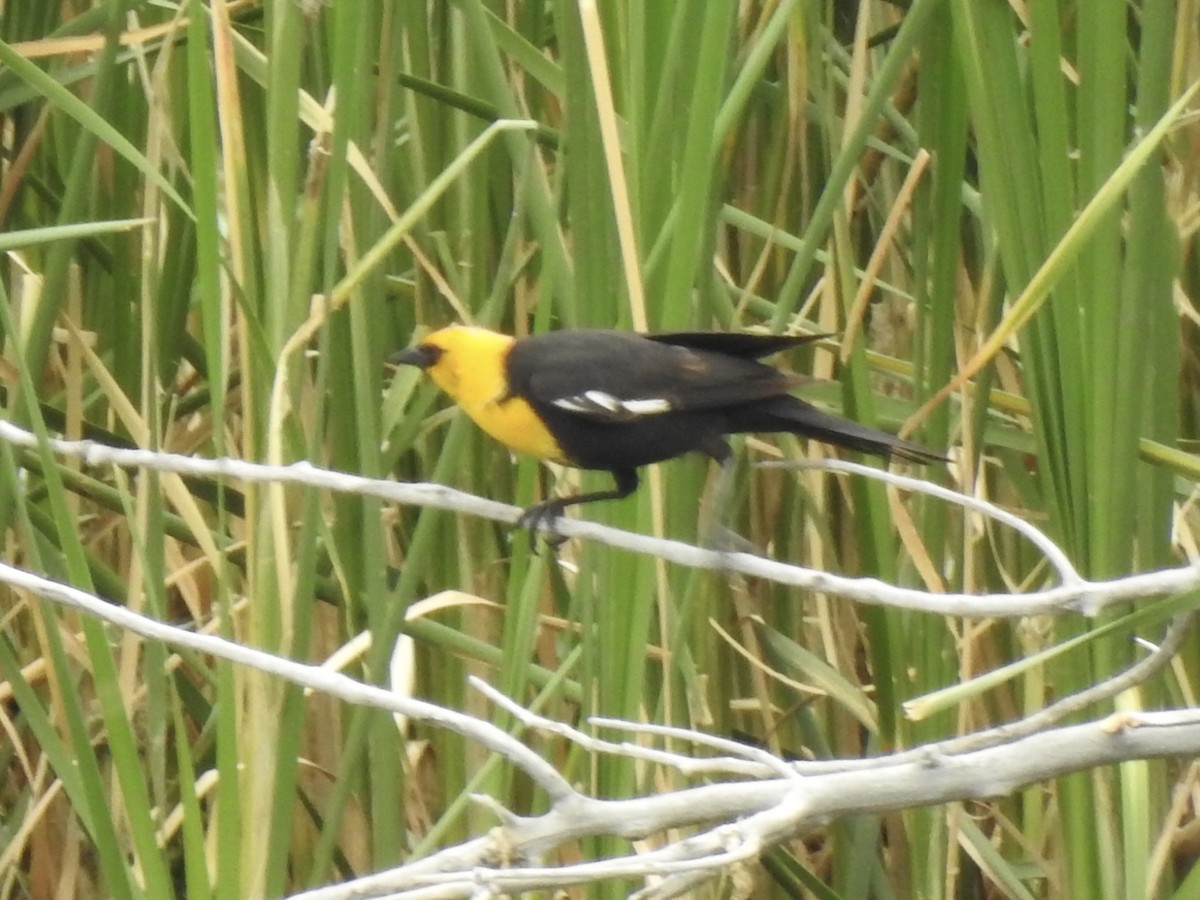 Yellow-headed Blackbird - ML620792224