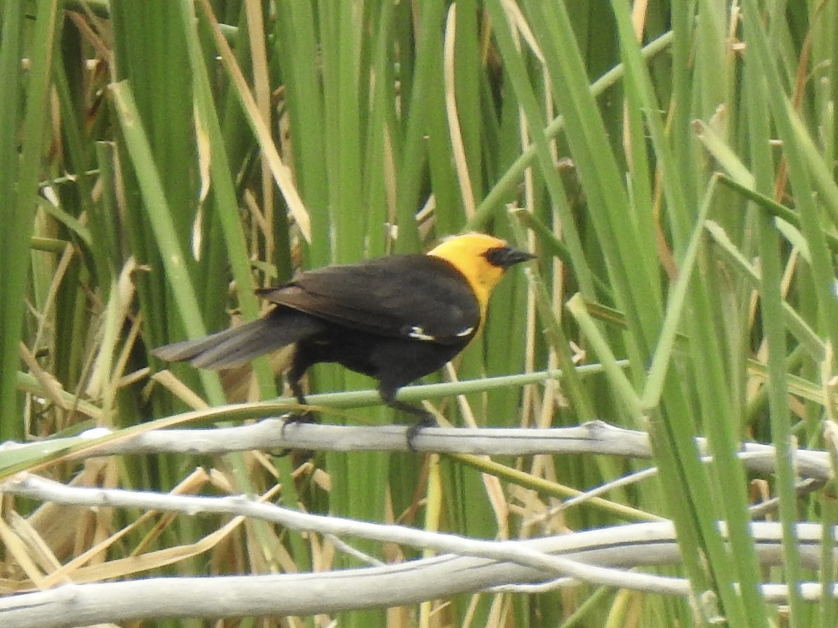 Yellow-headed Blackbird - ML620792225