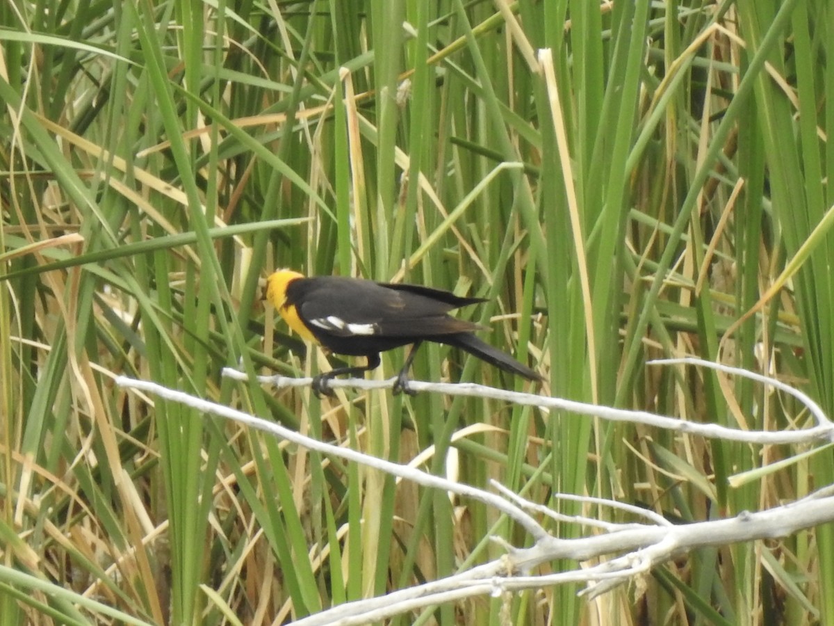 Yellow-headed Blackbird - ML620792226