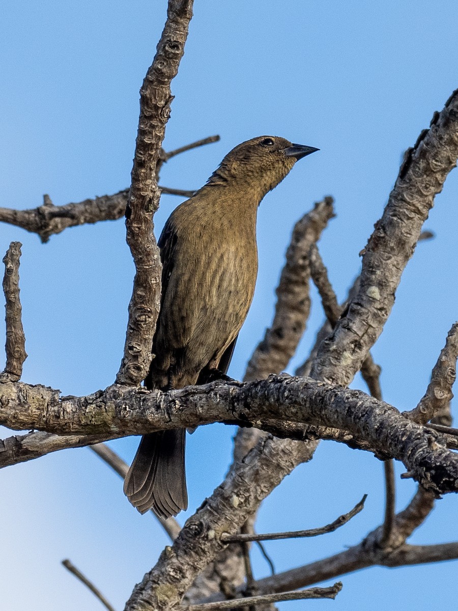 Shiny Cowbird - ML620792237