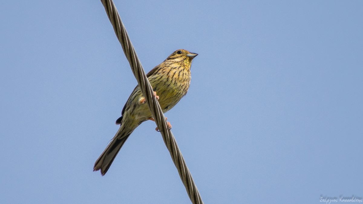 Cirl Bunting - ML620792238