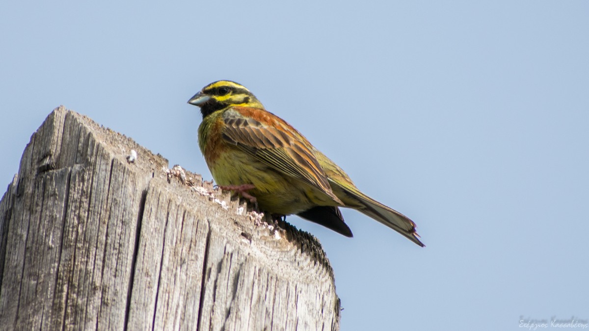 Cirl Bunting - ML620792239