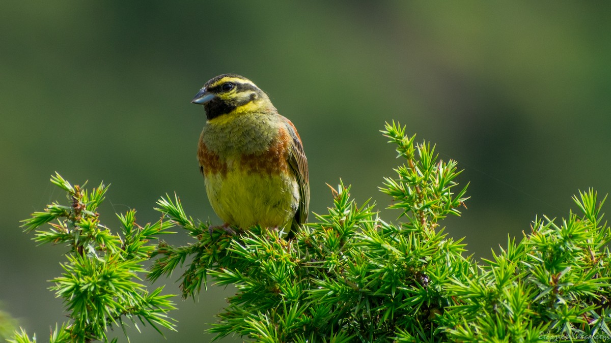 Cirl Bunting - ML620792242