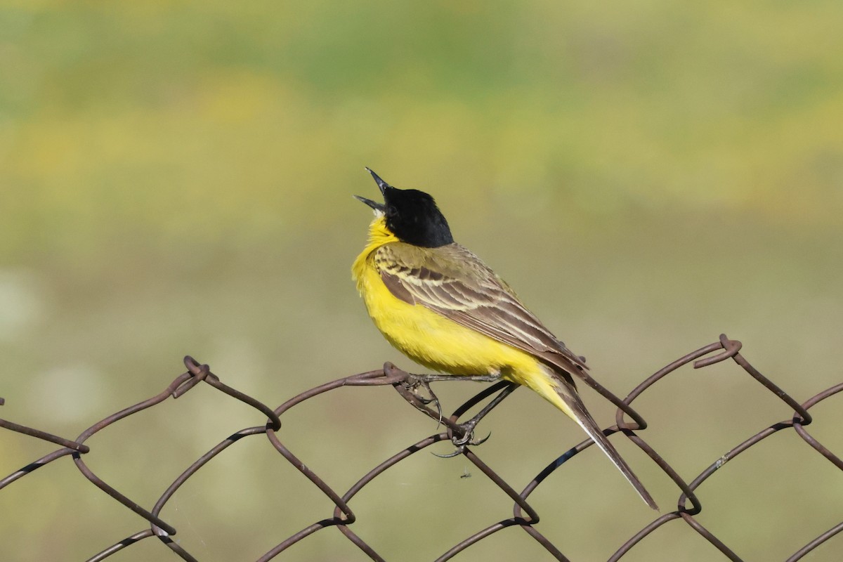 Western Yellow Wagtail (feldegg) - ML620792244