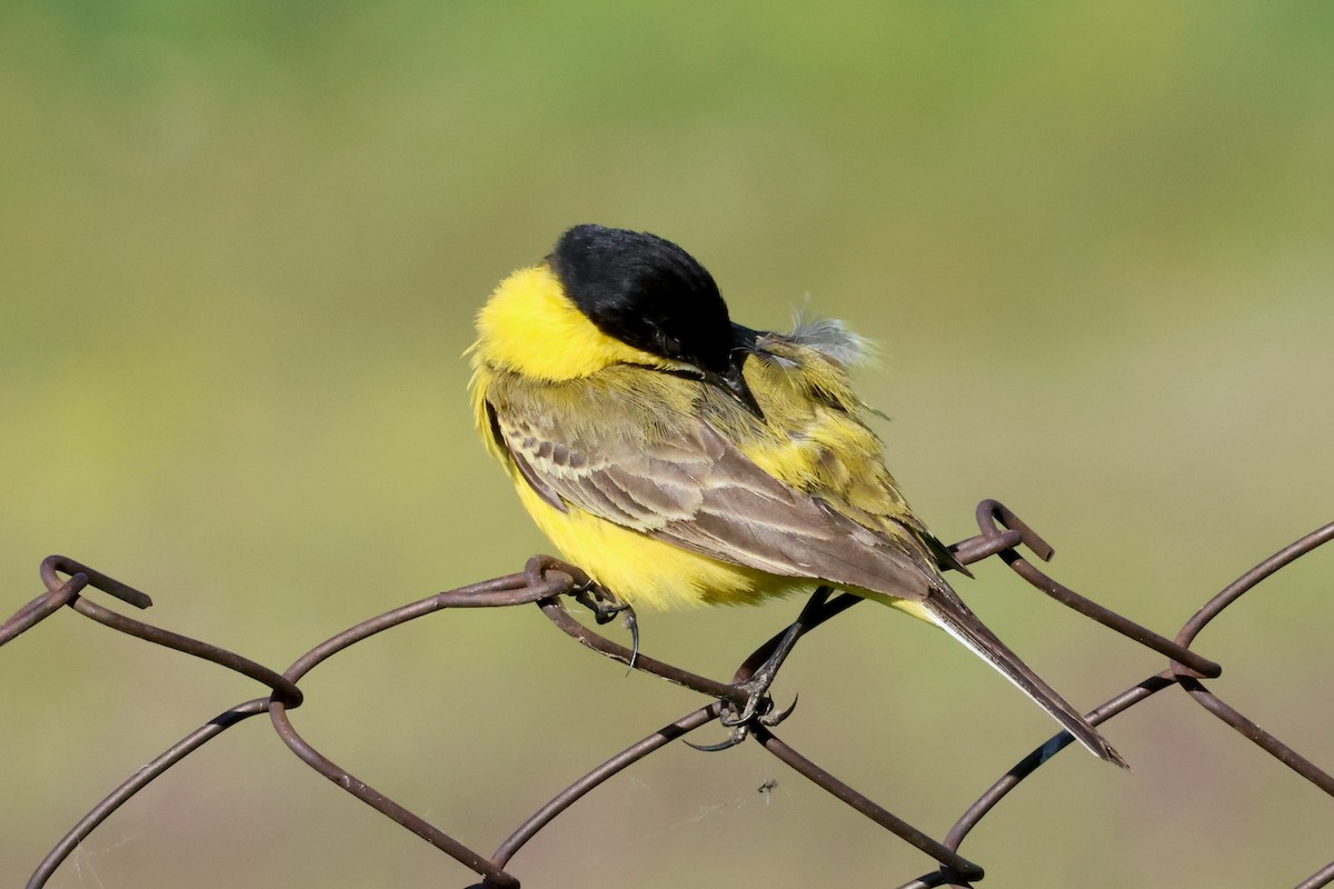 Western Yellow Wagtail (feldegg) - ML620792245