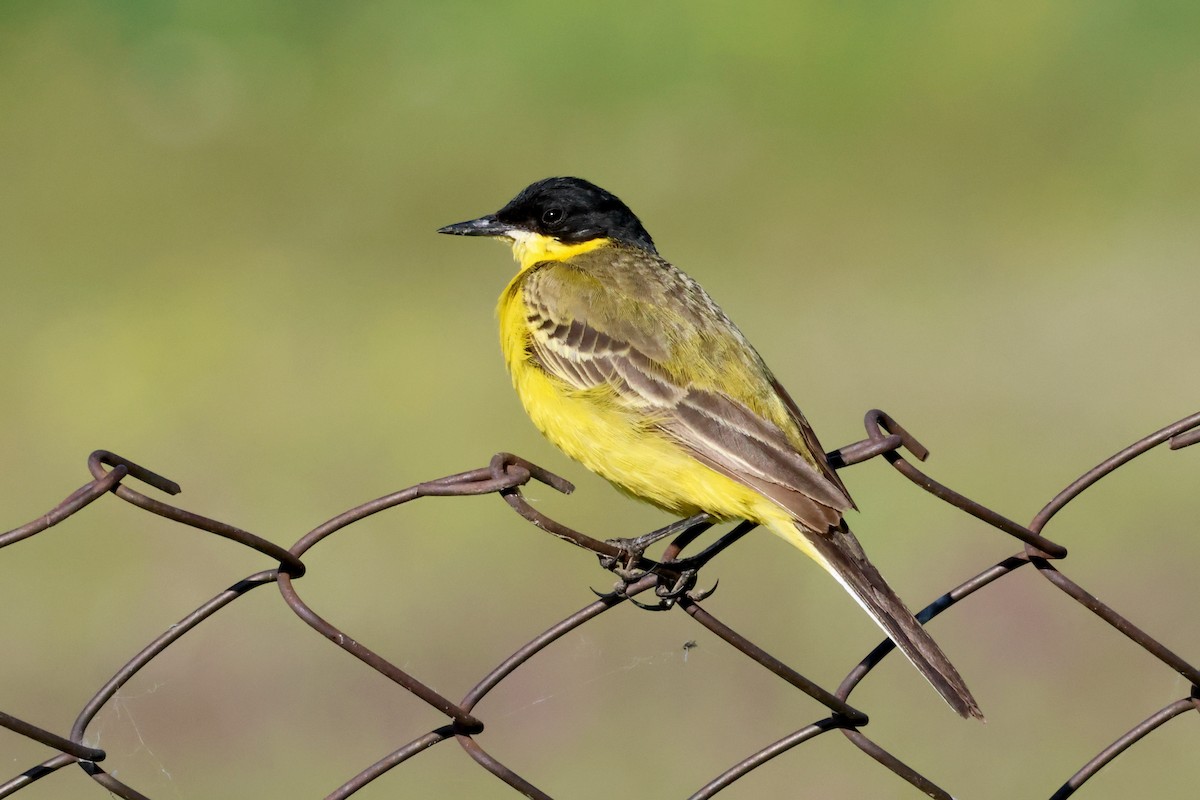 Western Yellow Wagtail (feldegg) - ML620792247