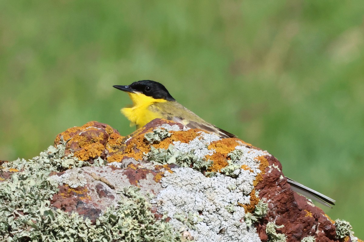 Western Yellow Wagtail (feldegg) - ML620792248