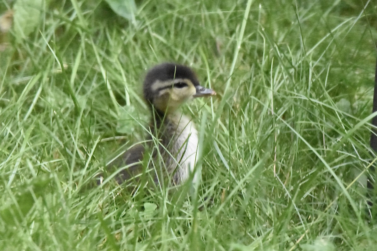 Wood Duck - ML620792249