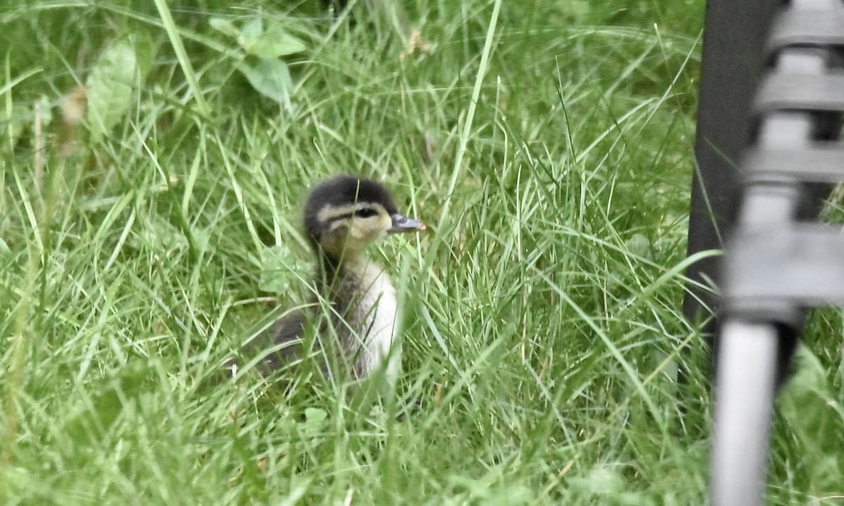 Wood Duck - ML620792250