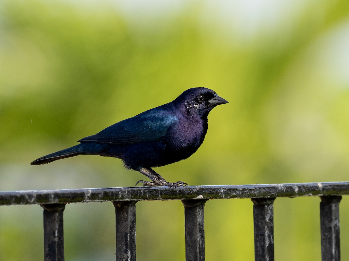 Shiny Cowbird - ML620792252