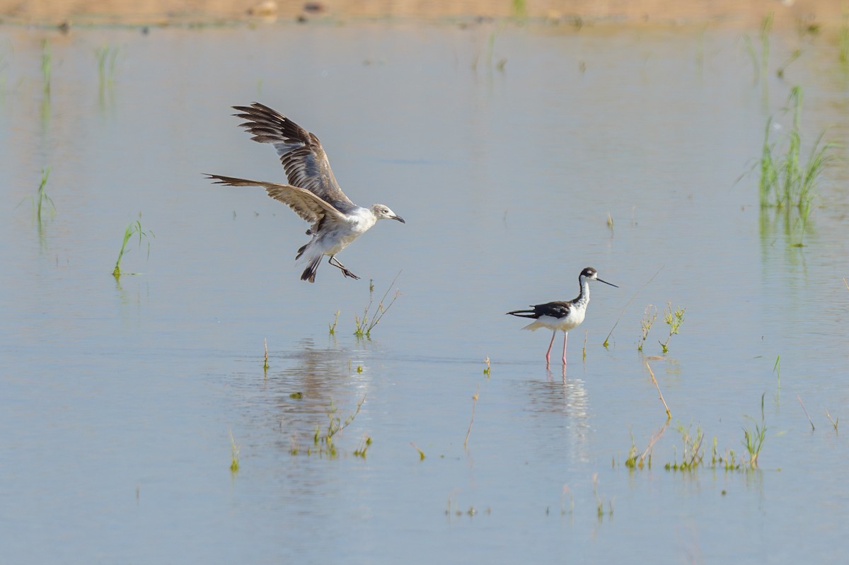 Mouette atricille - ML620792267