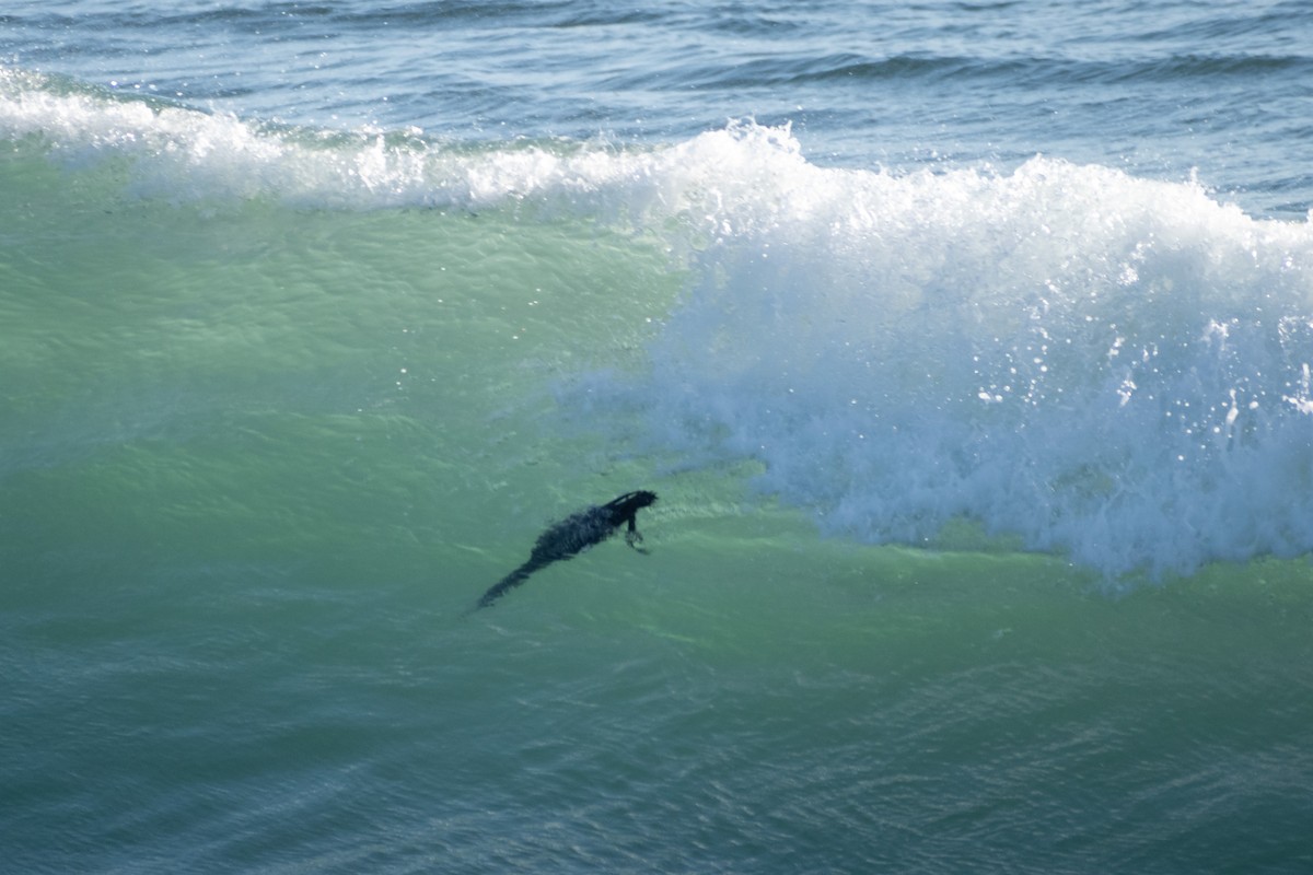 Common Loon - ML620792268