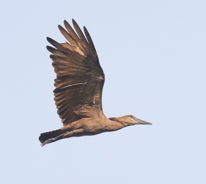 Hamerkop - ML620792269