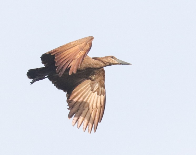 Hamerkop - ML620792270