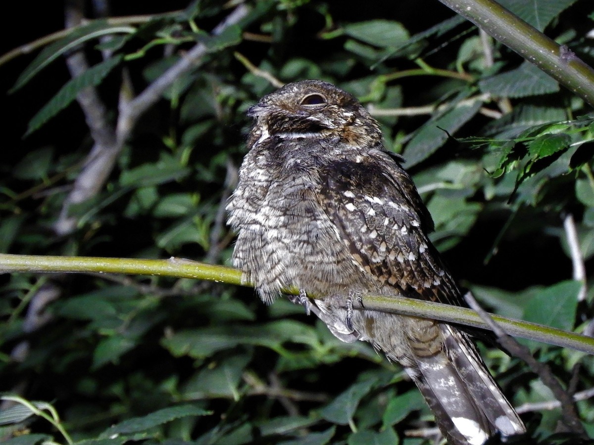 Little Nightjar - ML620792274