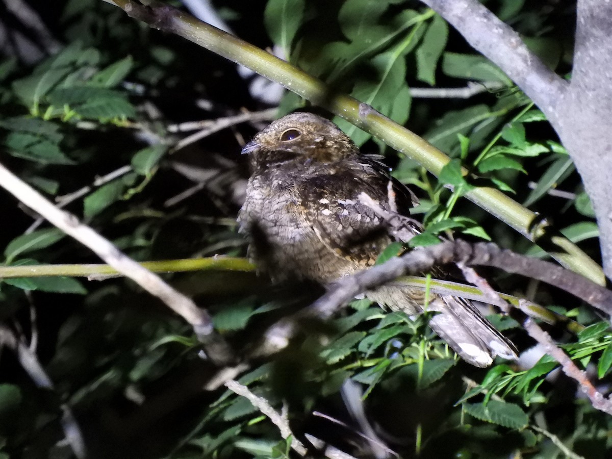 Little Nightjar - ML620792275