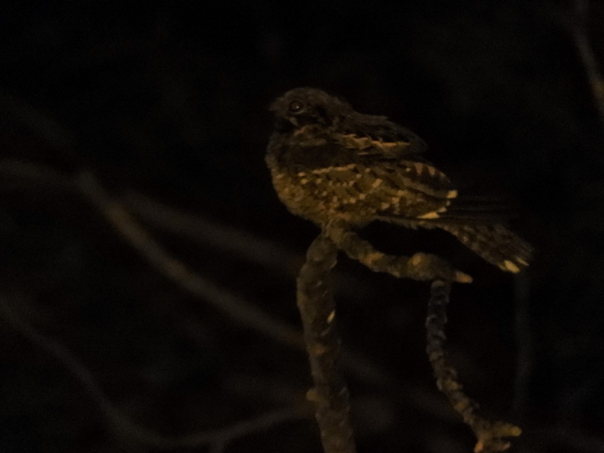 Little Nightjar - ML620792276